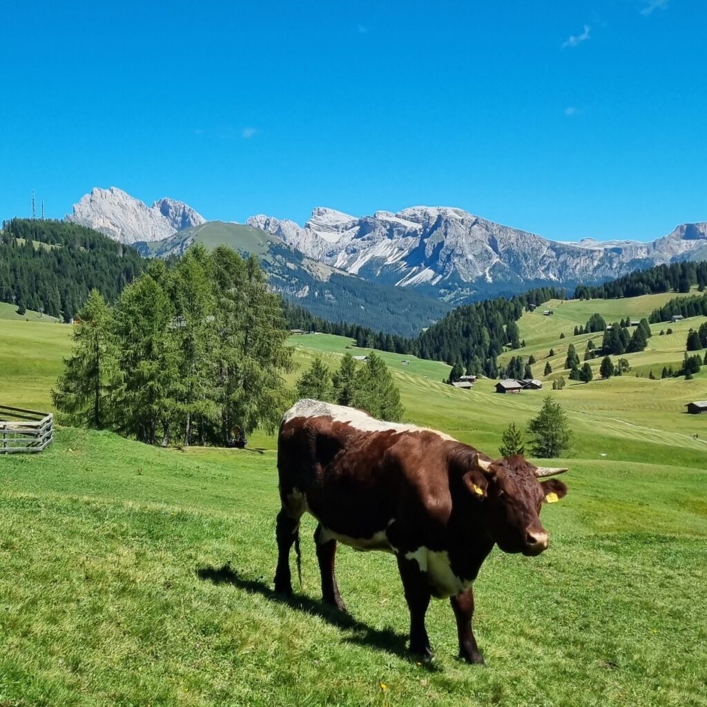 Grazing Cows you Pass During the 10-KM Hike Through Alpe di Siusi