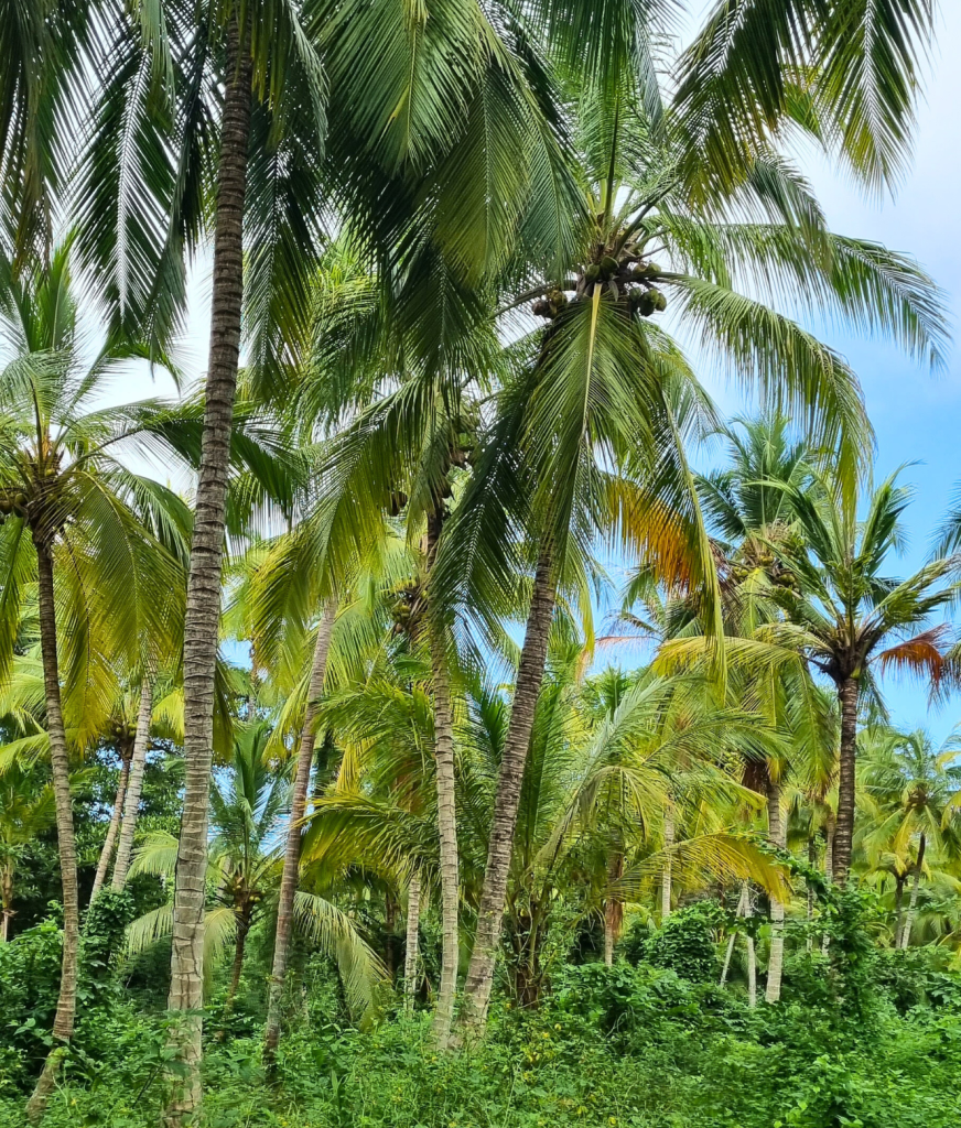 Tall palm trees lining a jungle trail in Tayrona National Park, capturing the lush tropical landscape during the hike