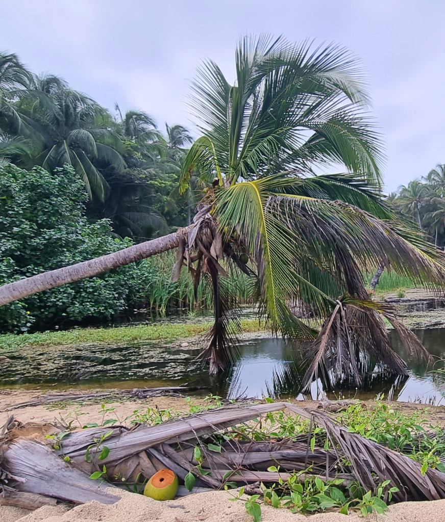 Tall palm tree leaning over a quiet sandy beach in Palomino.