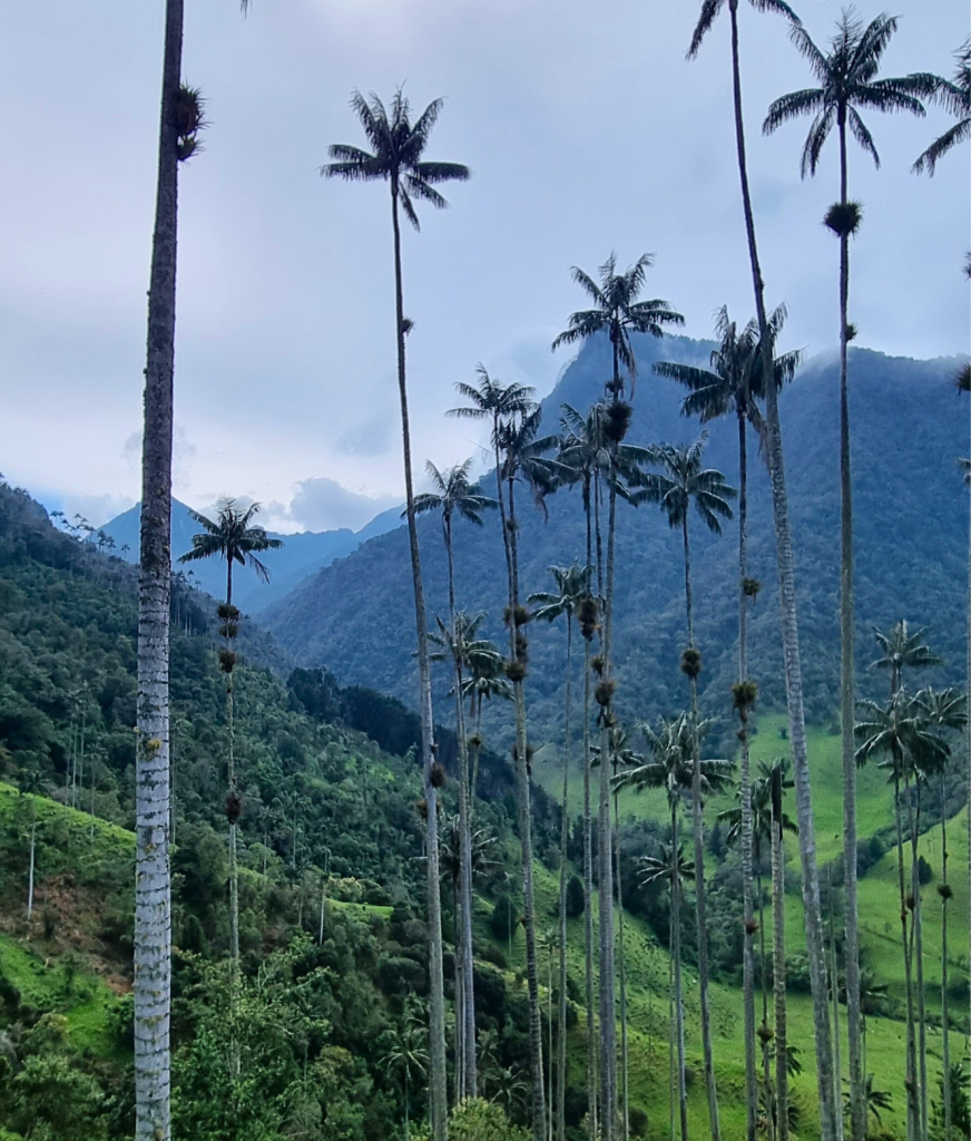 Tall wax palms towering over the lush, green landscape of Cocora Valley, with mist hanging in the air and rolling hills in the background.