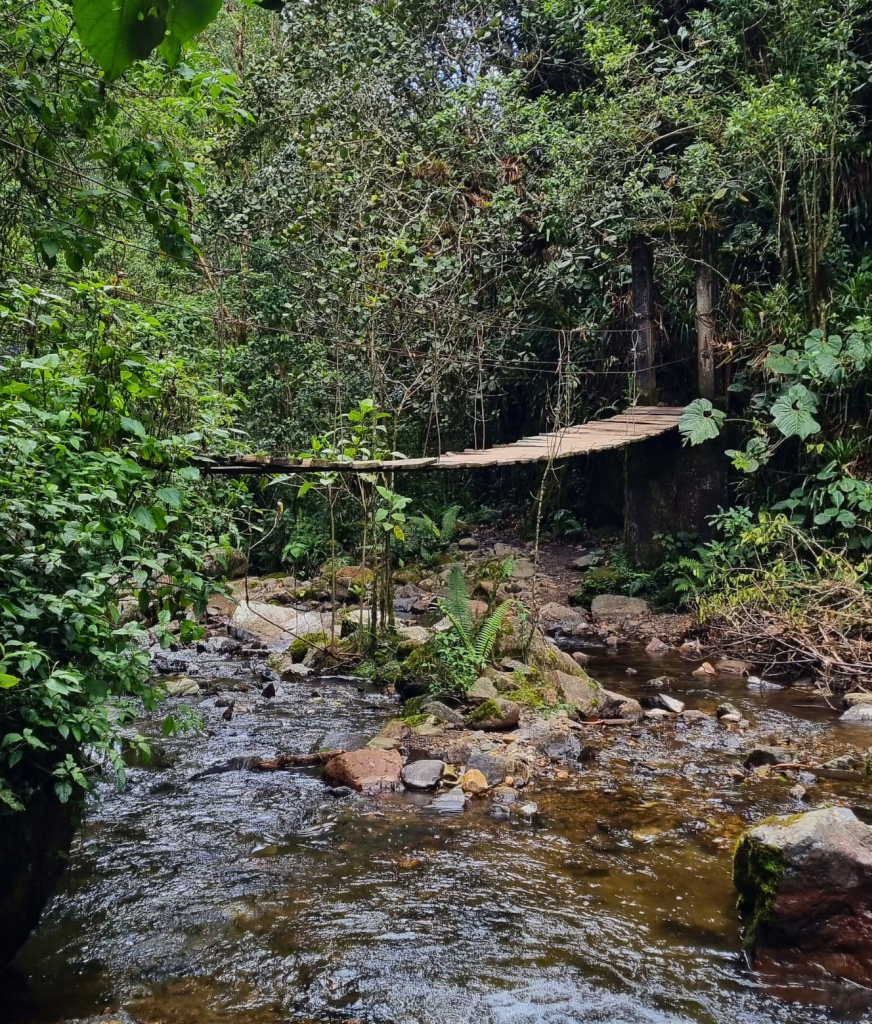 A small wooden bridge crossing a stream during a hike in Cocora Valley, surrounded by dense vegetation and towering palm trees.