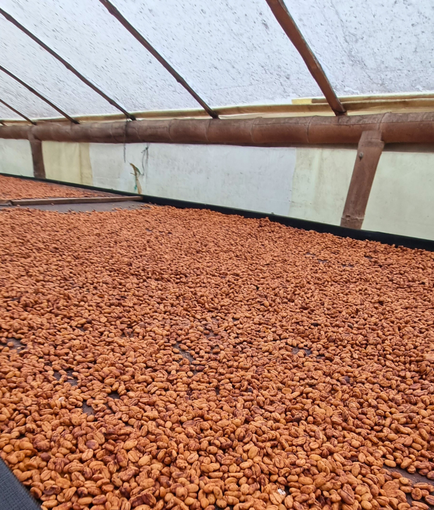 Close-up of freshly harvested coffee beans, showcasing their deep red color before being processed into coffee.